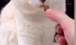 猫咪可以吃芝士威化饼干吗